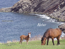 horses in Nova Scotia